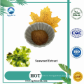 Laminaria japonicia/extracto de algas marinas Fucoidan 85%